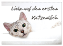 Liebe auf den ersten Katzenblick (Wandkalender 2024 DIN A3 quer), CALVENDO Monatskalender