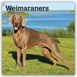 Publishers, Browntrout. Weimaraners - Weimaraner 2027 - 16-Monatskalender - Original BrownTrout-Kalender [Mehrsprachig] [Kalender]. Browntrout Verlags GmbH, 2026.