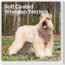 Soft Coated Wheaten Terriers - Soft Coated Wheaten Terrier 2027 - 16-Monatskalender