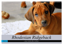 Rhodesian Ridgeback - eine Liebe fürs Leben (Wandkalender 2024 DIN A3 quer), CALVENDO Monatskalender