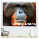 Orang-Utans (hochwertiger Premium Wandkalender 2024 DIN A2 quer), Kunstdruck in Hochglanz