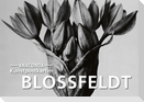 Postkarten-Set Blossfeldt