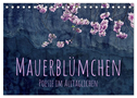 Mauerblümchen - Poesie im Alltäglichen (Tischkalender 2024 DIN A5 quer), CALVENDO Monatskalender