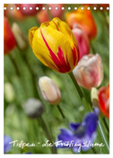 Tulpen - die Frühlingsblume (Tischkalender 2024 DIN A5 hoch), CALVENDO Monatskalender