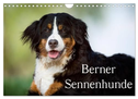 Berner Sennenhunde (Wandkalender 2024 DIN A4 quer), CALVENDO Monatskalender