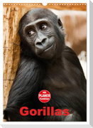 Gorillas (Wandkalender 2024 DIN A3 hoch), CALVENDO Monatskalender