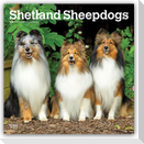 Shetland Sheepdogs - Shetland Sheepdog - Sheltie 2027 - 16-Monatskalender