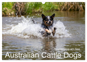 Spaziergang am See Australian Cattle Dogs (Wandkalender 2024 DIN A3 quer), CALVENDO Monatskalender