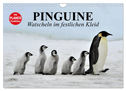 Pinguine - Watscheln im festlichen Kleid (Wandkalender 2024 DIN A4 quer), CALVENDO Monatskalender