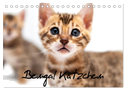 Bengal Kätzchen (Tischkalender 2025 DIN A5 quer), CALVENDO Monatskalender