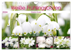 Kruse, Gisela. Weiße Frühlingsblüten (Wandkalender 2024 DIN A4 quer), CALVENDO Monatskalender - Das strahlende Weiß der Frühjahrsblumen vertreibt das Wintergrau. Calvendo, 2023.