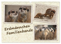 Erdmännchen Familienbande (Wandkalender 2024 DIN A3 quer), CALVENDO Monatskalender