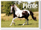 Pferde - mächtig, stolz & schön (Wandkalender 2024 DIN A4 quer), CALVENDO Monatskalender