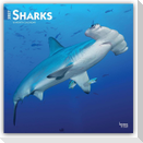 Sharks - Haie 2027 - 16-Monatskalender