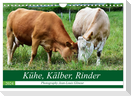 Kühe, Kälber, Rinder (Wandkalender 2024 DIN A4 quer), CALVENDO Monatskalender