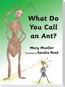 What Do You Call an Ant?