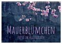 Mauerblümchen - Poesie im Alltäglichen (Wandkalender 2024 DIN A3 quer), CALVENDO Monatskalender