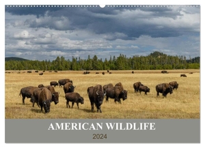 Heeb, Christian. American Wildlife (Wandkalender 2024 DIN A2 quer), CALVENDO Monatskalender - Tierbilder mit schönen Landschaften in verschiedenen Nationalparks der USA.. Calvendo, 2023.