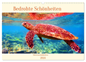 Meeresschildkröten - Bedrohte Schönheiten (Wandkalender 2024 DIN A3 quer), CALVENDO Monatskalender