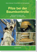 Pilze bei der Baumkontrolle