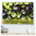 Himmlische Hortensien (hochwertiger Premium Wandkalender 2025 DIN A2 quer), Kunstdruck in Hochglanz