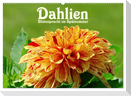 Dahlien - Blütenpracht im Spätsommer (Wandkalender 2025 DIN A2 quer), CALVENDO Monatskalender