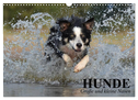 Hunde. Große und kleine Nasen (Wandkalender 2025 DIN A3 quer), CALVENDO Monatskalender