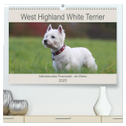 West Highland White Terrier - Selbstbewustes Powerpaket - der Westie (hochwertiger Premium Wandkalender 2025 DIN A2 quer), Kunstdruck in Hochglanz