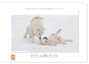 Emotionale Momente: Polarwölfe. (Wandkalender 2024 DIN A2 quer), CALVENDO Monatskalender