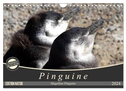Magellan-Pinguine (Wandkalender 2024 DIN A4 quer), CALVENDO Monatskalender