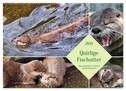 Quirlige Fischotter (Wandkalender 2024 DIN A2 quer), CALVENDO Monatskalender