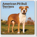 American Pit Bull Terriers 2027 - 16-Monatskalender