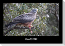 Vögel 2023 Fotokalender DIN A3