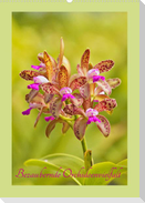Bezaubernde Orchideenvielfalt (Wandkalender 2023 DIN A2 hoch)