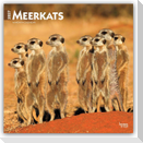 Meerkats - Erdmännchen 2027 - 16-Monatskalender