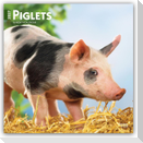 Piglets - Ferkel 2027 - 16-Monatskalender