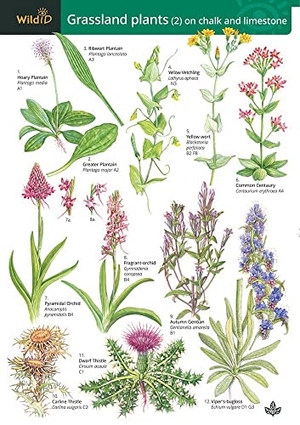 Bebbington, Anne. Guide to Grassland Plants 2 - Chalk and Limestone. Field Studies Council, 2005.