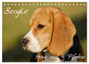Beagle - Herz auf 4 Pfoten (Tischkalender 2024 DIN A5 quer), CALVENDO Monatskalender