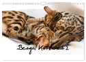 Bengal Kätzchen 2 (Wandkalender 2024 DIN A4 quer), CALVENDO Monatskalender