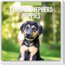 German Shepherd Puppies - Deutsche Schäferhunde Welpen 2027 - 16-Monatskalender