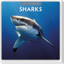 Sharks - Haie 2027 - 16-Monatskalender