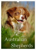 Australian Shepherds (Wandkalender 2025 DIN A3 hoch), CALVENDO Monatskalender