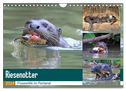 Riesenotter - Flusswölfe im Pantanal (Wandkalender 2024 DIN A4 quer), CALVENDO Monatskalender