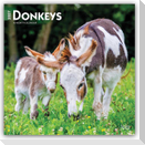 Donkeys - Esel 2027 - 16-Monatskalender
