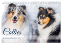 Collies - die schönsten Hunde der Welt (Tischkalender 2024 DIN A5 quer), CALVENDO Monatskalender
