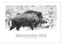 Wildschweine ¿ Wildlife Fotografien (Wandkalender 2024 DIN A3 quer), CALVENDO Monatskalender
