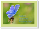 Papillons-Butterflies-Schmetterlinge (Wandkalender 2025 DIN A2 quer), CALVENDO Monatskalender
