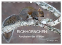 EICHHÖRNCHEN (Wandkalender 2024 DIN A3 quer), CALVENDO Monatskalender