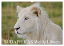 SÜDAFRIKAS Weiße Löwen (Wandkalender 2024 DIN A2 quer), CALVENDO Monatskalender