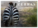 Zebras - Ungezähmte Kraft (Wandkalender 2024 DIN A4 quer), CALVENDO Monatskalender